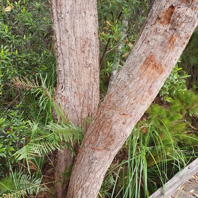 Eucalyptus robusta, photographed by ronavery