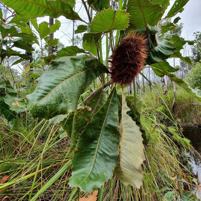 Banksia robur, photographed by ronavery