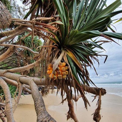 Pandanus tectorius, photographed by ronavery