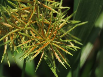 Cyperus odoratus, photographed by chiuluan