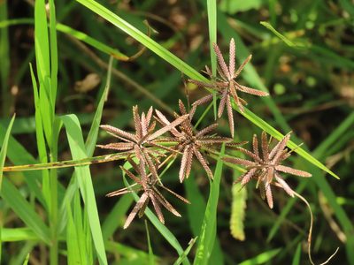 Cyperus flavidus, photographed by chiuluan