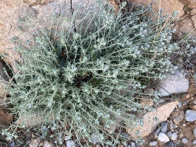 Teucrium capitatum, photographed by Katrin Simon