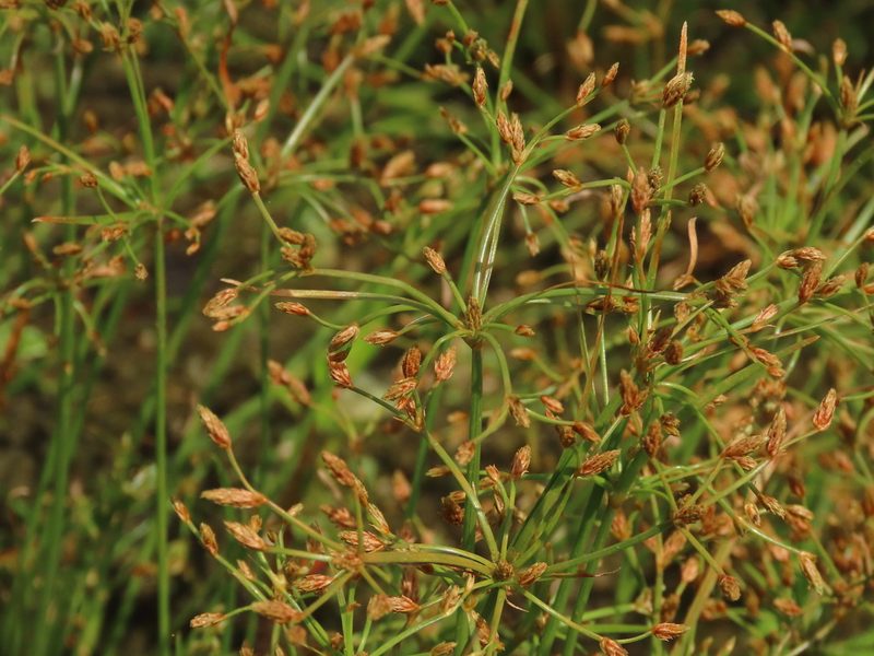 Fimbristylis bisumbellata, photographed by chiuluan
