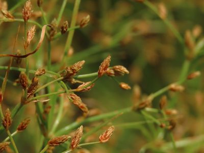 Fimbristylis bisumbellata, photographed by chiuluan