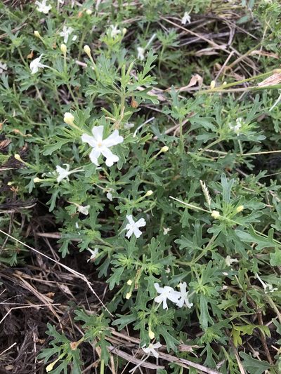 Chascanum pinnatifidum, photographed by rosshawkins
