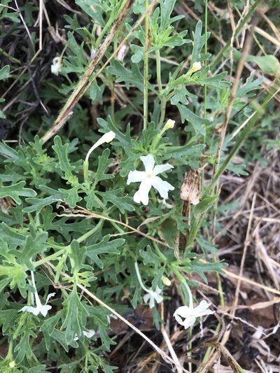 Chascanum pinnatifidum, photographed by rosshawkins