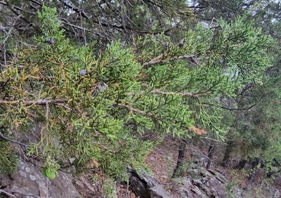 Juniperus ashei, photographed by Lyrae