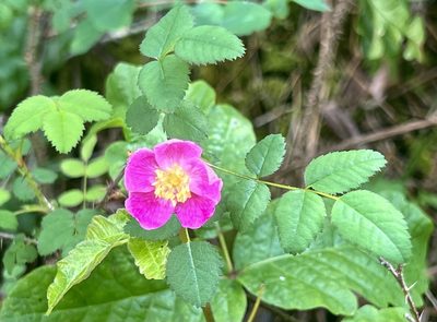 Rosa gymnocarpa, photographed by Chuck Wilson