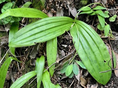 Scoliopus bigelovii, photographed by Chuck Wilson
