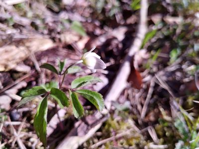 Anemonoides trifolia, photographed by Gabriel Mayrhofer