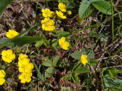 Potentilla heptaphylla, photographed by Gabriel Mayrhofer
