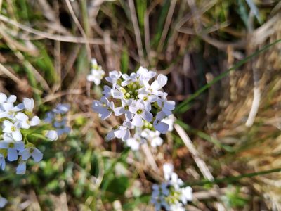 Noccaea montana, photographed by Gabriel Mayrhofer