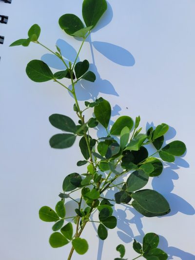 Goodia lotifolia, photographed by Eamonn Culhane