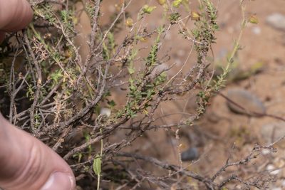 Fumana thymifolia, photographed by Eleftherios Katsillis