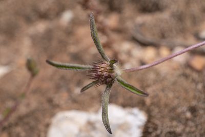 Lomelosia divaricata, photographed by Eleftherios Katsillis
