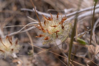 Trifolium cherleri, photographed by Eleftherios Katsillis