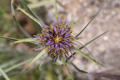Tragopogon coelesyriacus, photographed by Eleftherios Katsillis