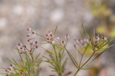 Jubogalium setaceum, photographed by Eleftherios Katsillis