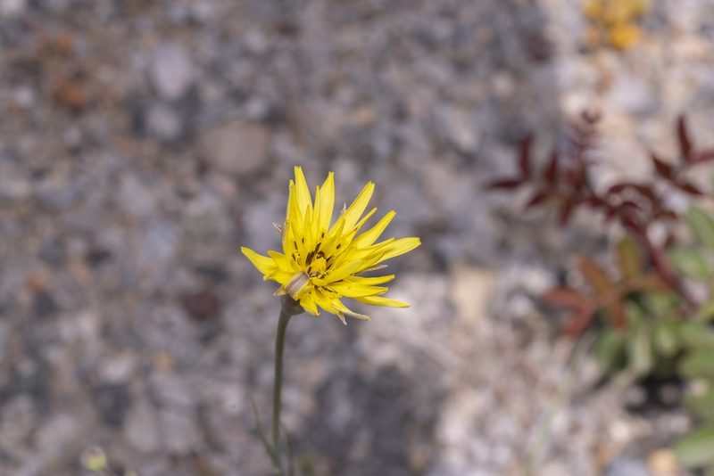 Pseudopodospermum elatum, photographed by Eleftherios Katsillis