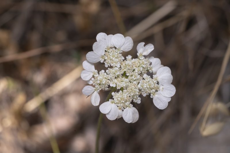 Tordylium aegaeum, photographed by Eleftherios Katsillis