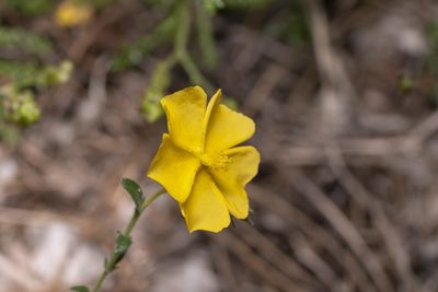 Fumana arabica, photographed by Eleftherios Katsillis