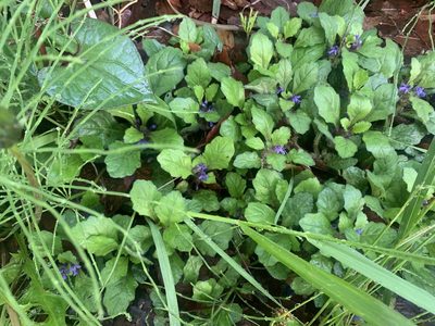 Ajuga decumbens, photographed by 岸本年郎