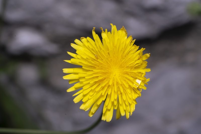 Crepis commutata, photographed by Eleftherios Katsillis
