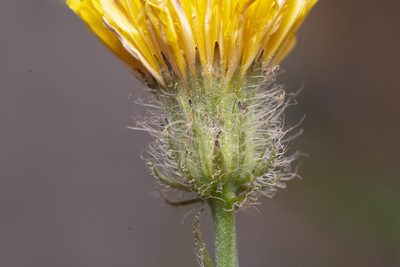 Crepis commutata, photographed by Eleftherios Katsillis