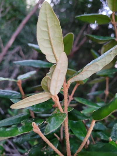 Correa lawrenceana, photographed by Eamonn Culhane