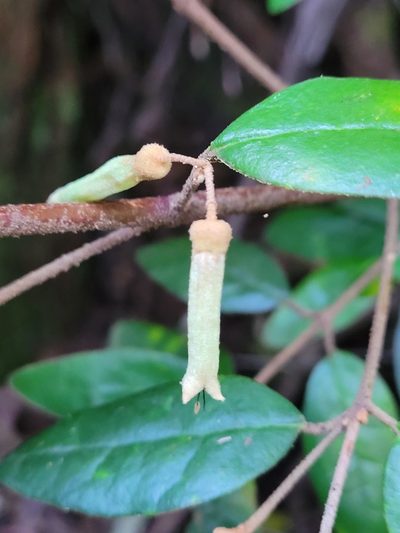 Correa lawrenceana, photographed by Eamonn Culhane