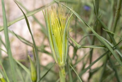 Tragopogon coelesyriacus, photographed by Eleftherios Katsillis