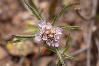 Lomelosia divaricata, photographed by Eleftherios Katsillis
