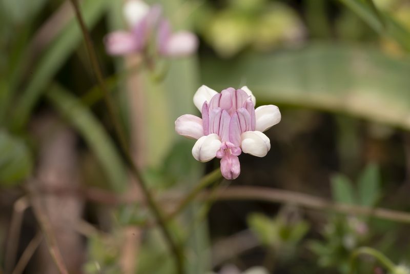 Coronilla cretica, photographed by Eleftherios Katsillis