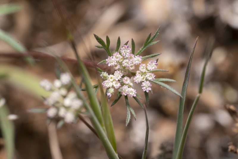 Daucus involucratus, photographed by Eleftherios Katsillis