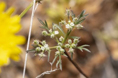 Daucus involucratus, photographed by Eleftherios Katsillis