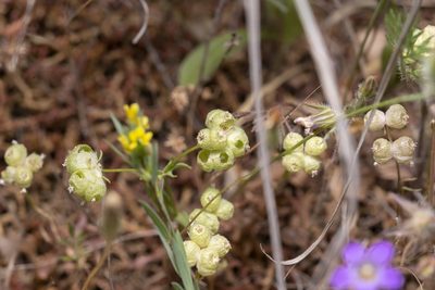 Valeriana vesicaria, photographed by Eleftherios Katsillis