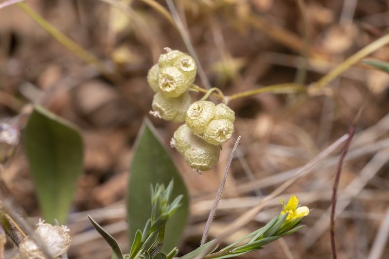 Valeriana vesicaria, photographed by Eleftherios Katsillis