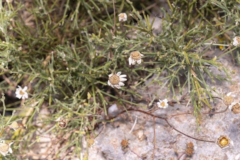 Anthemis macrotis, photographed by Eleftherios Katsillis