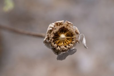Anthemis macrotis, photographed by Eleftherios Katsillis