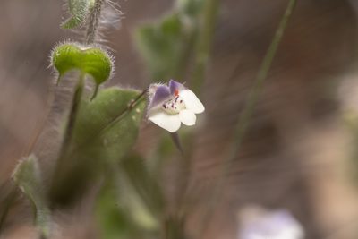 Kickxia commutata, photographed by Eleftherios Katsillis