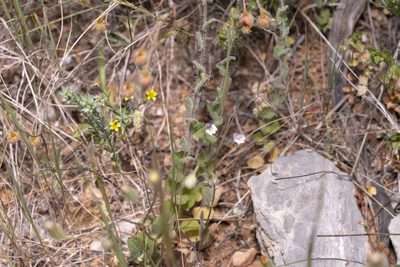 Kickxia commutata, photographed by Eleftherios Katsillis
