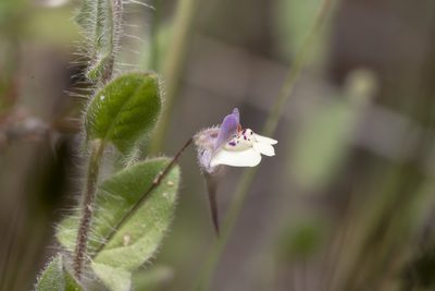 Kickxia commutata, photographed by Eleftherios Katsillis