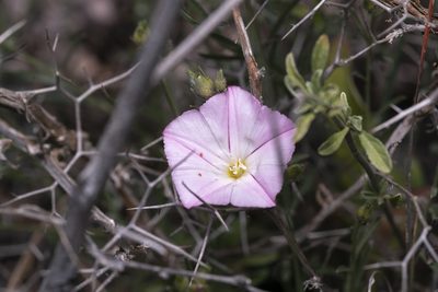 Convolvulus oleifolius, photographed by Eleftherios Katsillis