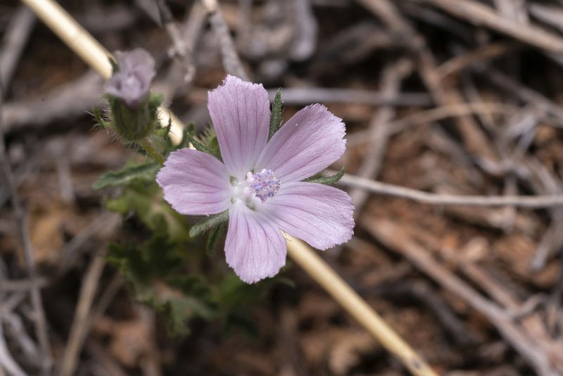 Malva cretica, photographed by Eleftherios Katsillis