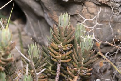 Petrosedum sediforme, photographed by Eleftherios Katsillis