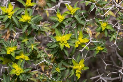 Euphorbia acanthothamnos, photographed by Eleftherios Katsillis