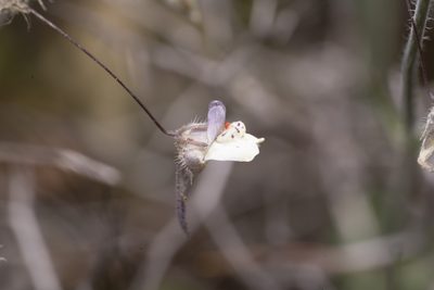 Kickxia commutata, photographed by Eleftherios Katsillis