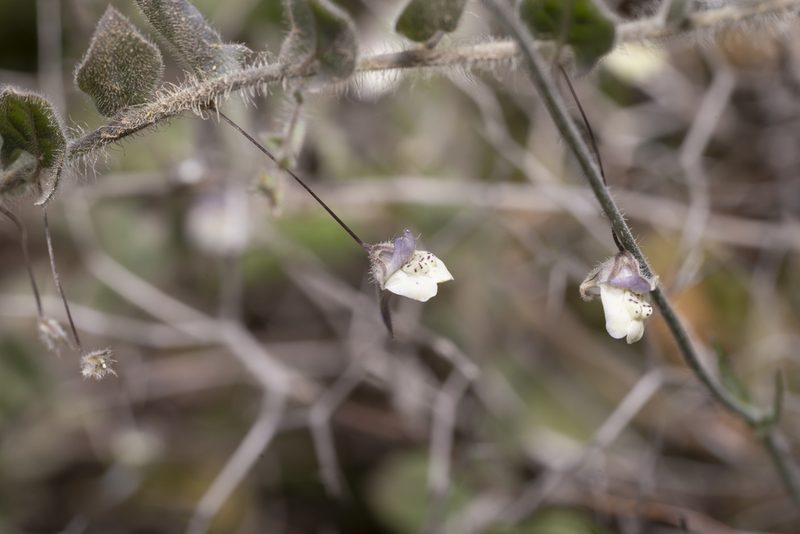 Kickxia commutata, photographed by Eleftherios Katsillis