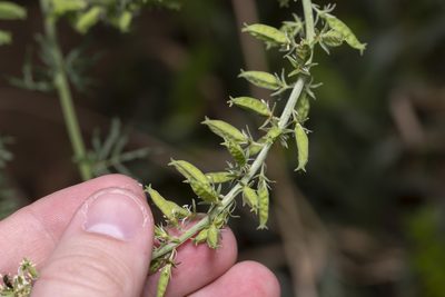 Reseda alba, photographed by Eleftherios Katsillis