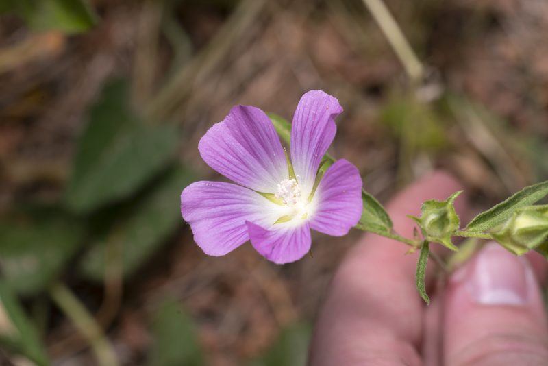 Malva punctata, photographed by Eleftherios Katsillis